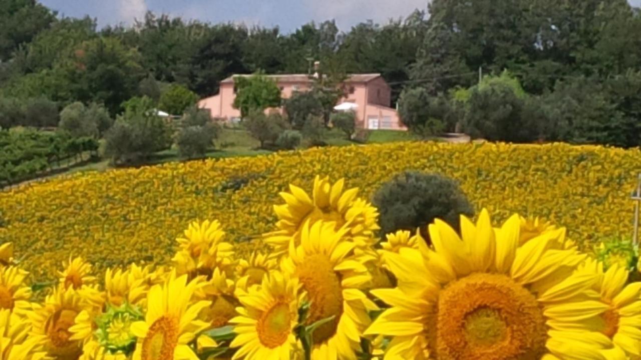 Villa Sant'Elena Morro dʼAlba Exterior foto